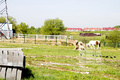 Рядом с ЖК «Новое Бутово» есть небольшая ферма.